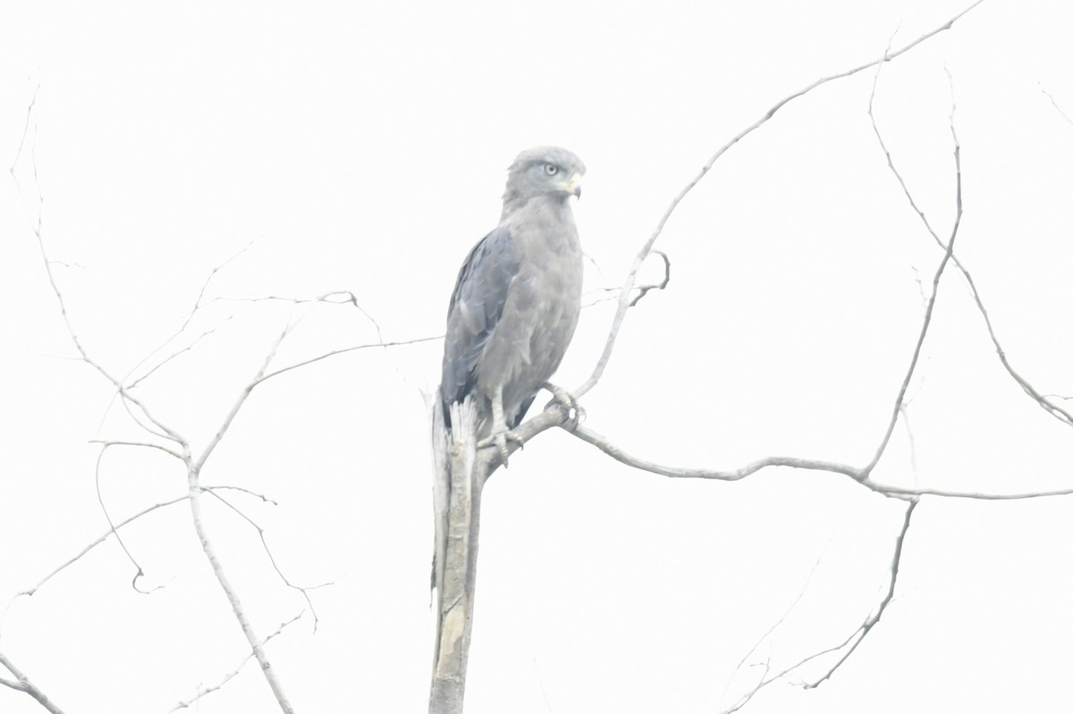 Western Banded Snake-Eagle - ML642295171