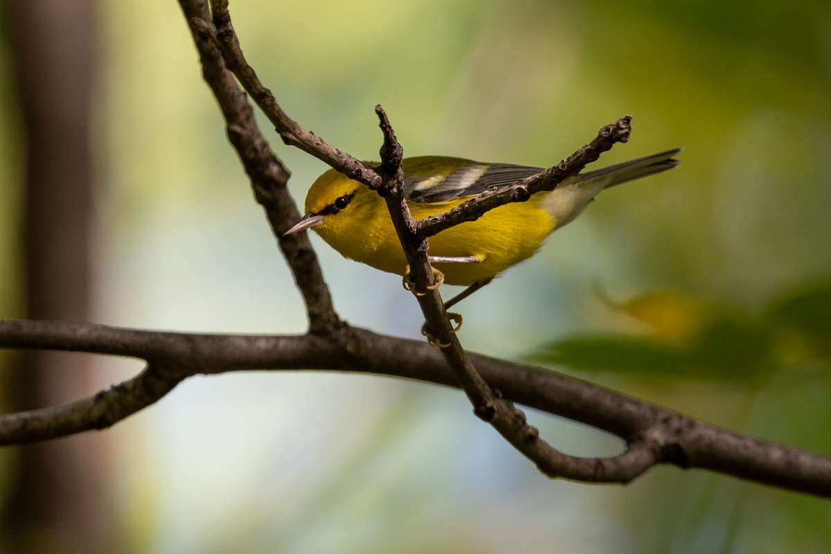 Blue-winged Warbler - ML642295174