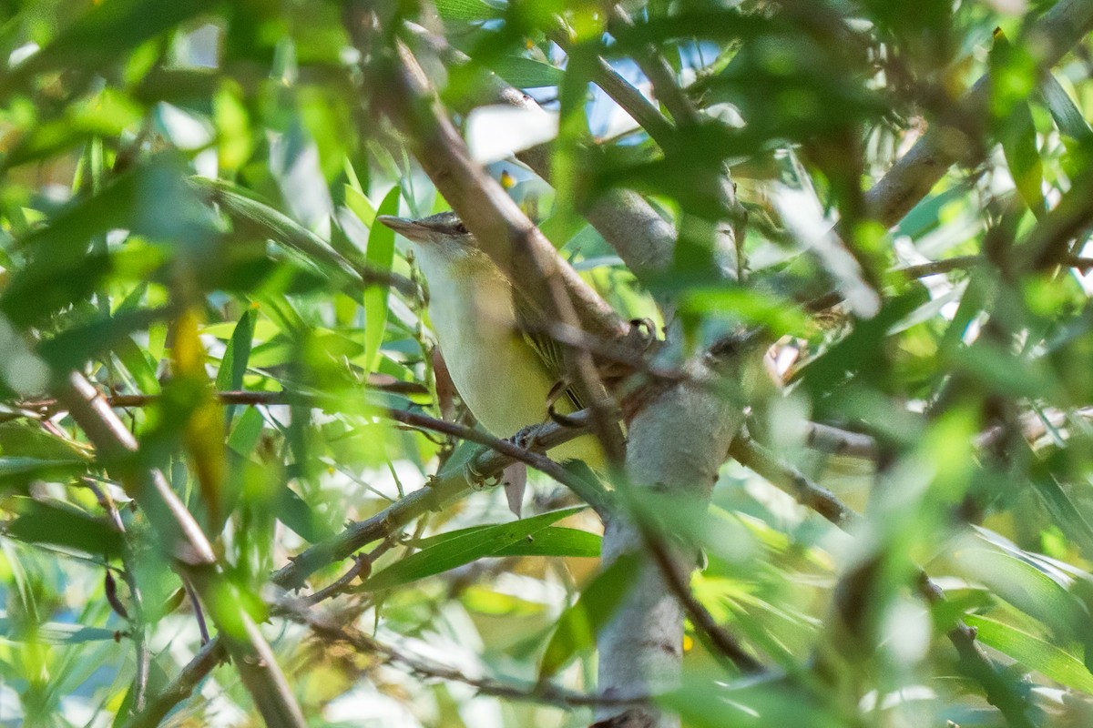 Yellow-green Vireo - ML642295175