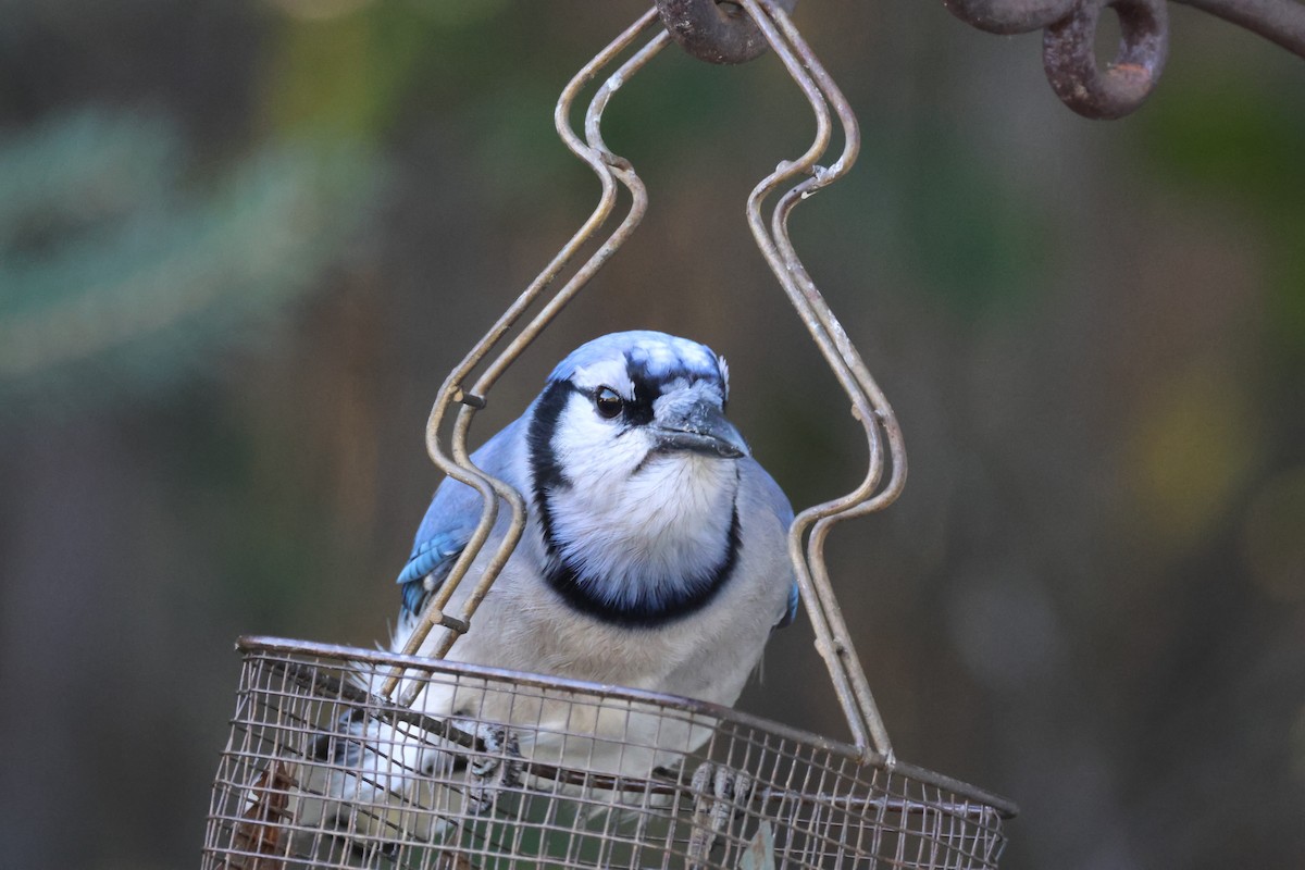 Blue Jay - ML642295257