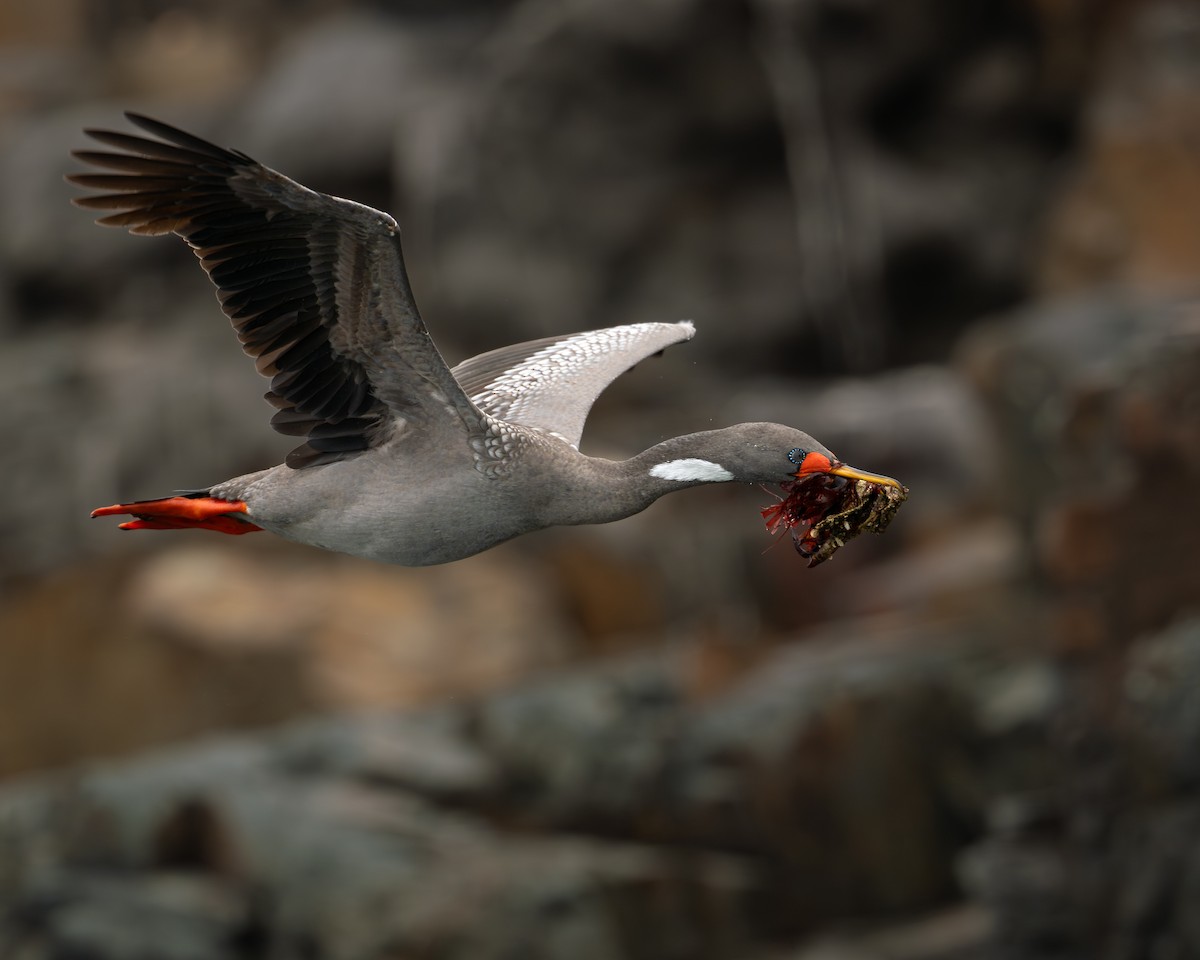 Red-legged Cormorant - ML642295288