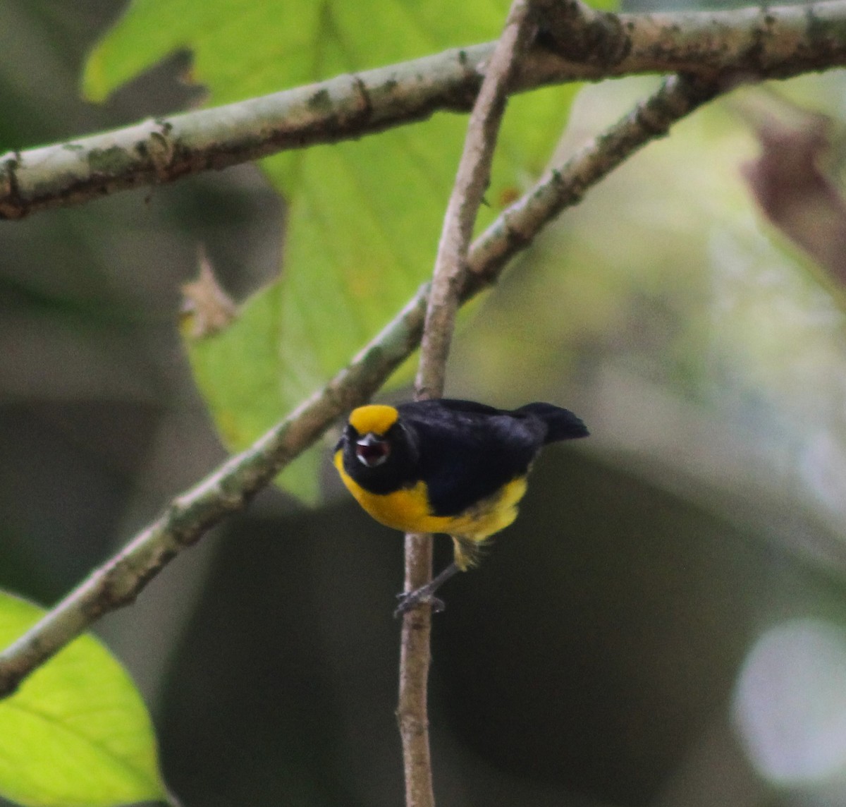 Orange-bellied Euphonia - ML642295291