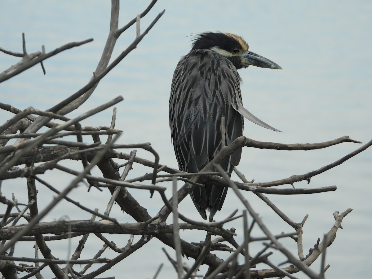 Yellow-crowned Night Heron - ML642295292