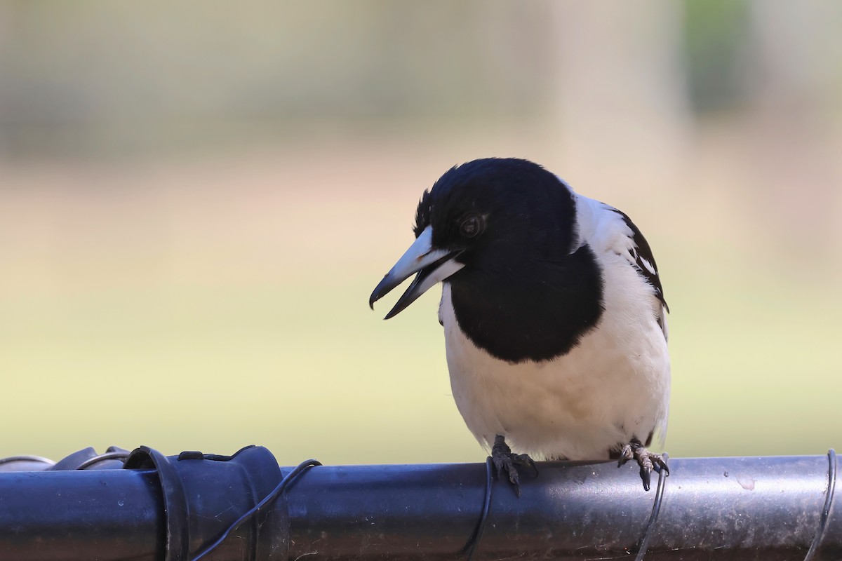 Pied Butcherbird - ML642295293