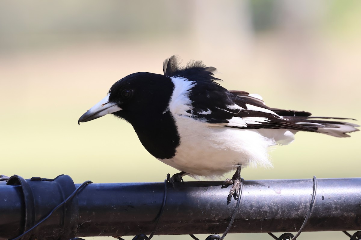 Pied Butcherbird - ML642295294