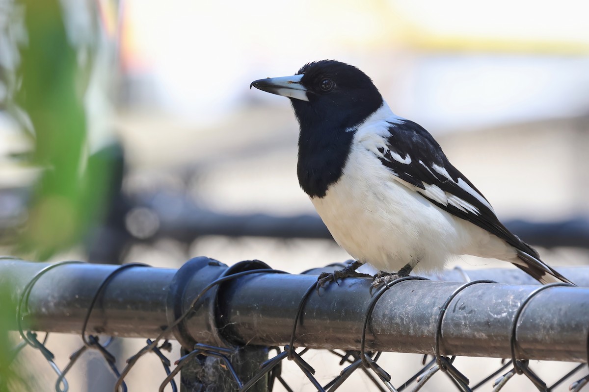 Pied Butcherbird - ML642295295