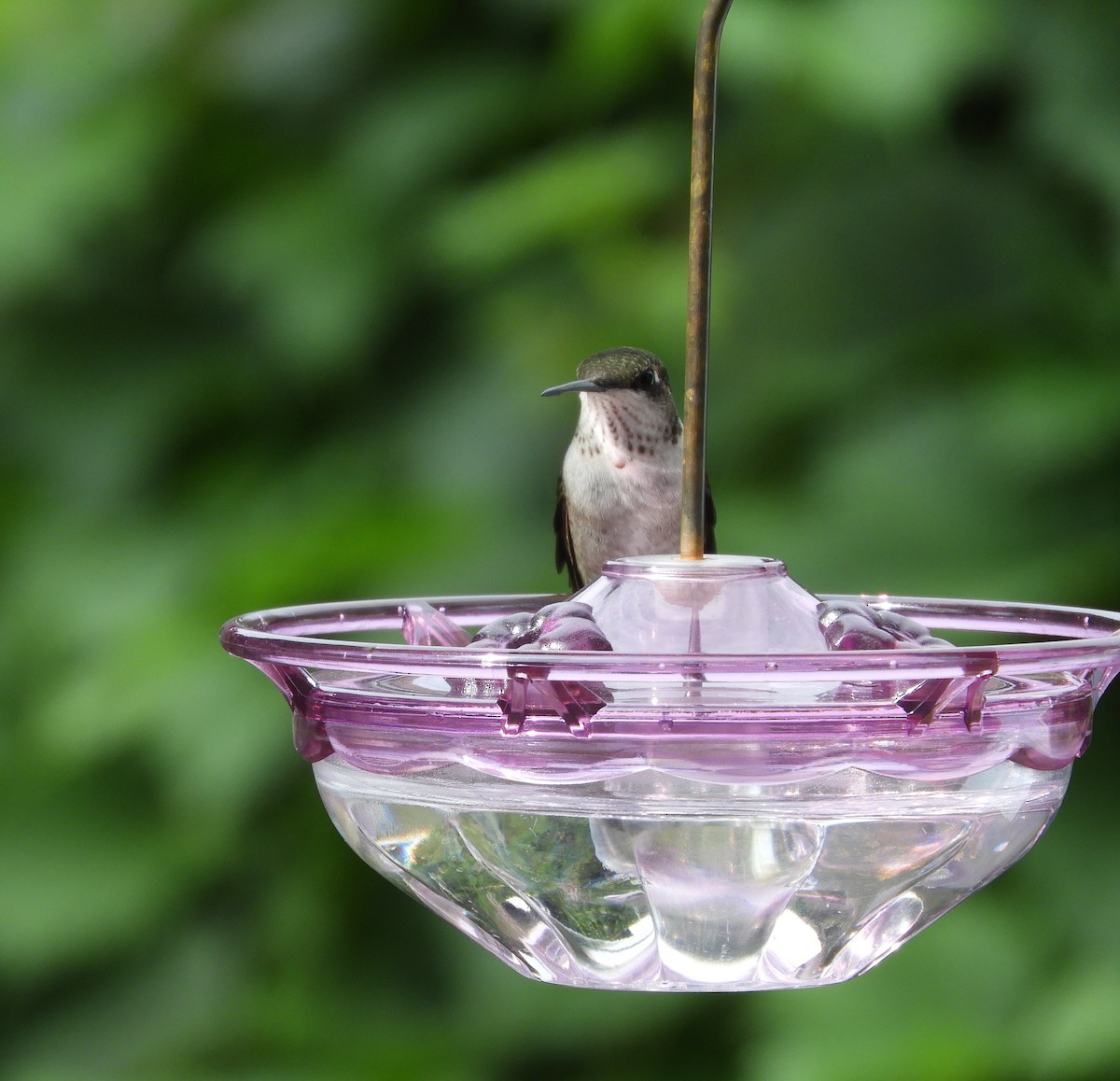 Ruby-throated Hummingbird - ML642295296