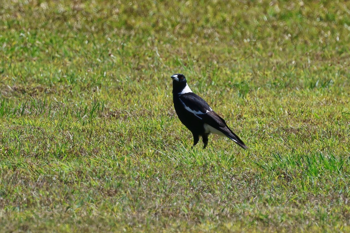 Australian Magpie (Black-backed) - ML642295302