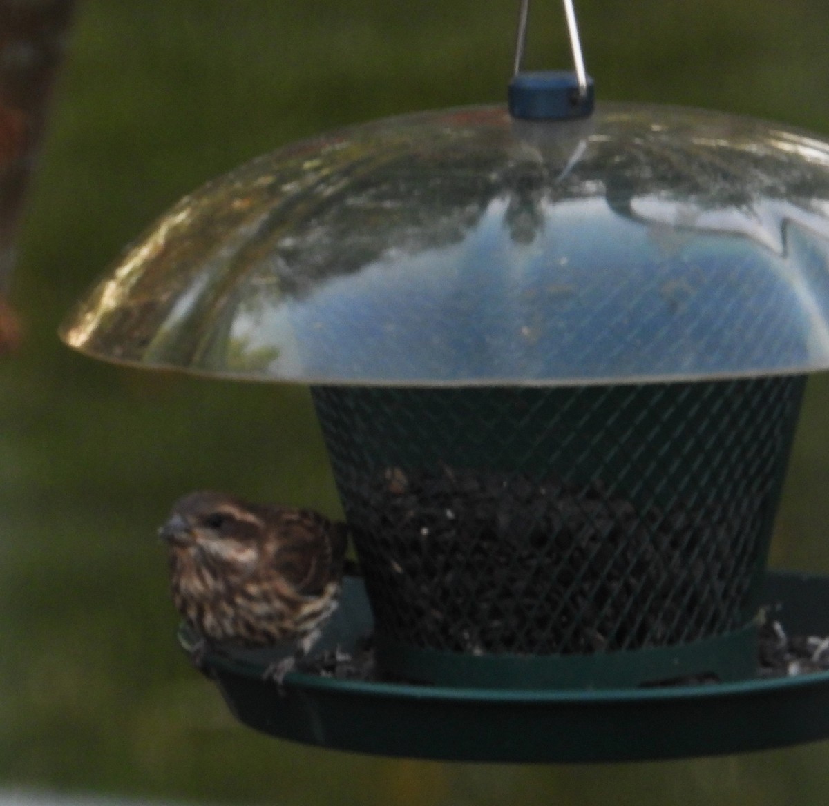 Purple Finch - ML642295303