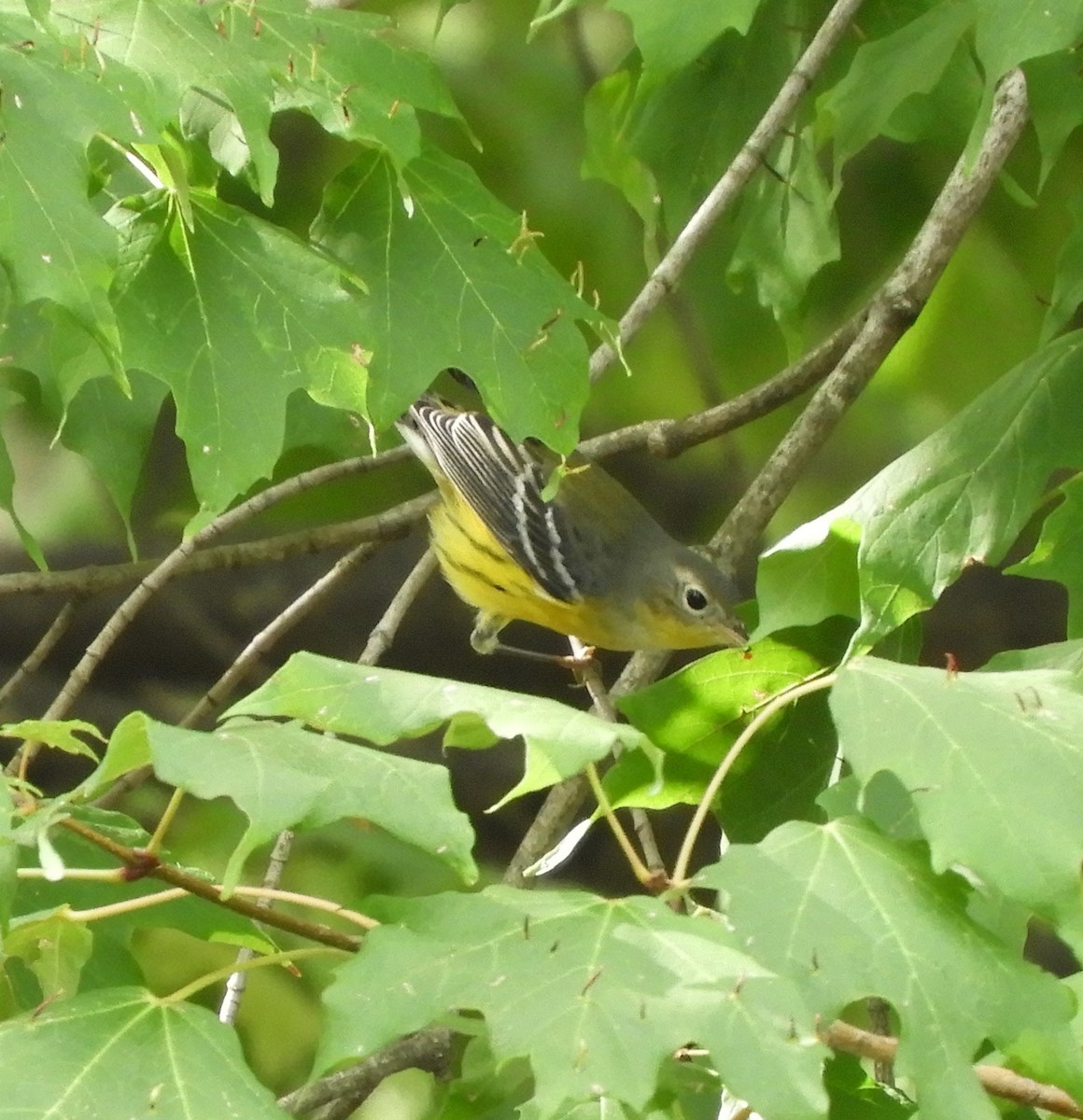 Magnolia Warbler - ML642295305