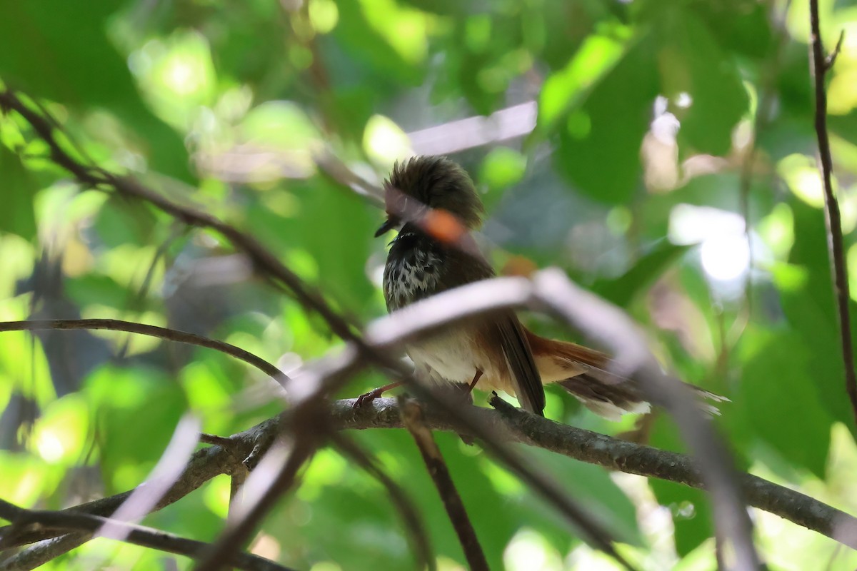 Australian Rufous Fantail - ML642295307