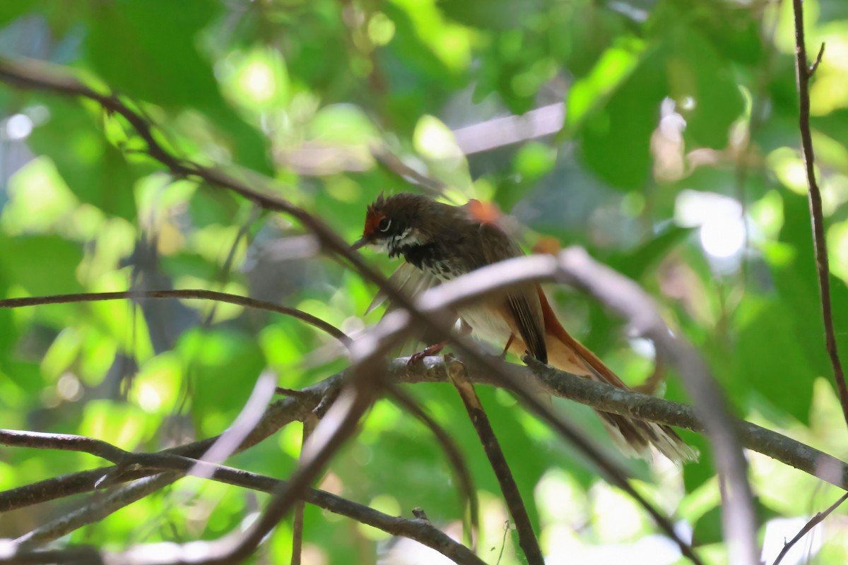 Australian Rufous Fantail - ML642295308