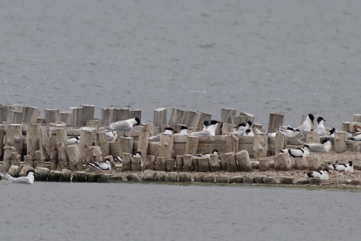 Sandwich Tern - ML642295310