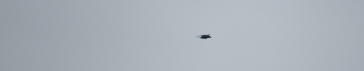 Common Raven - ML642295311