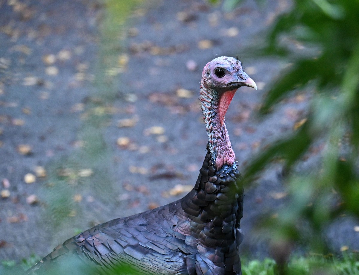 Wild Turkey - ML642295312