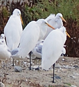 Great Egret - ML642295313
