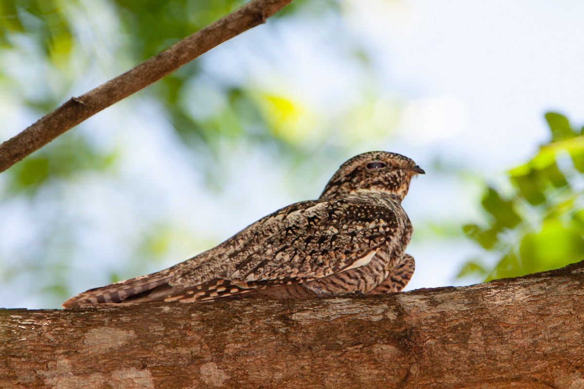 Lesser Nighthawk - ML642295314