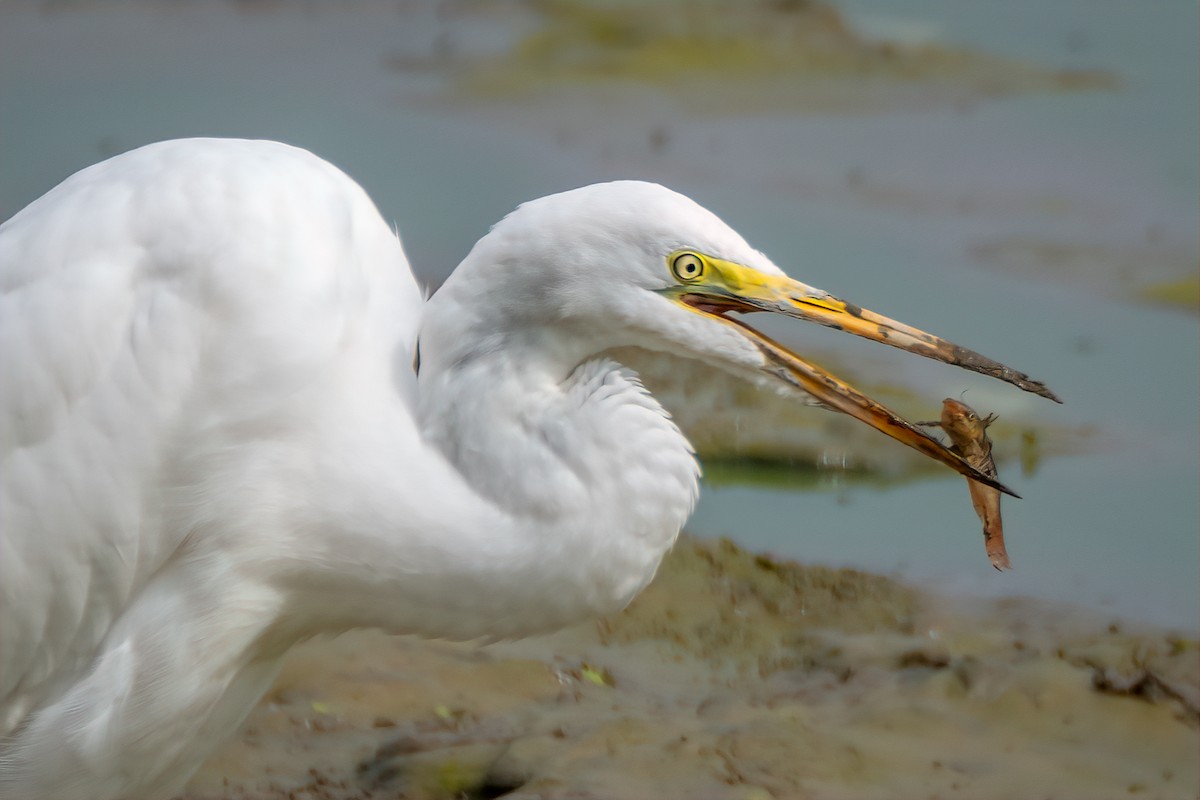Great Egret - ML642295316