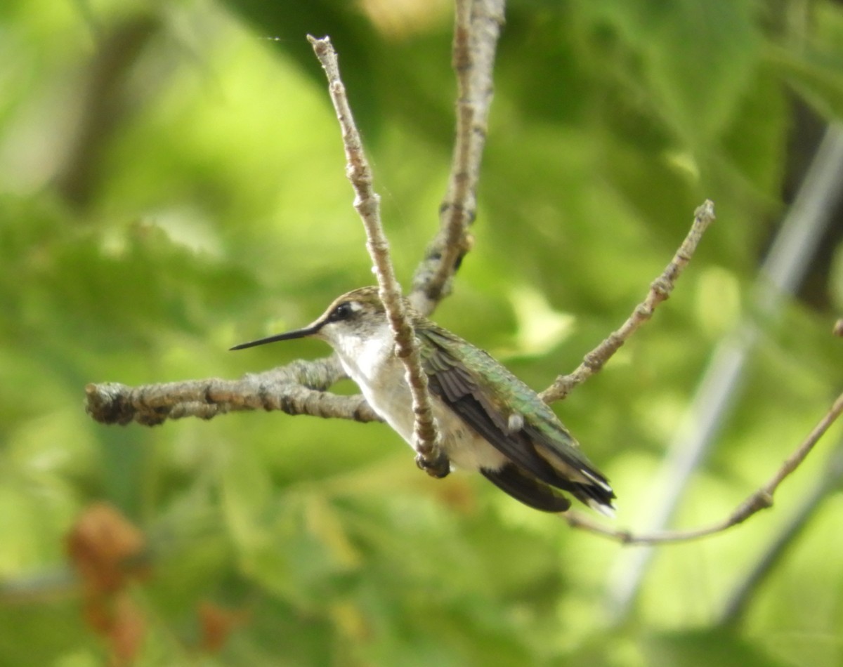 Ruby-throated Hummingbird - ML642295322