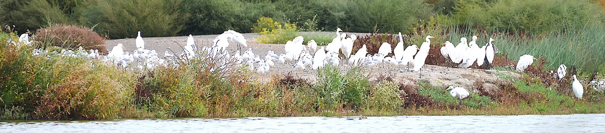 Great Egret - ML642295325