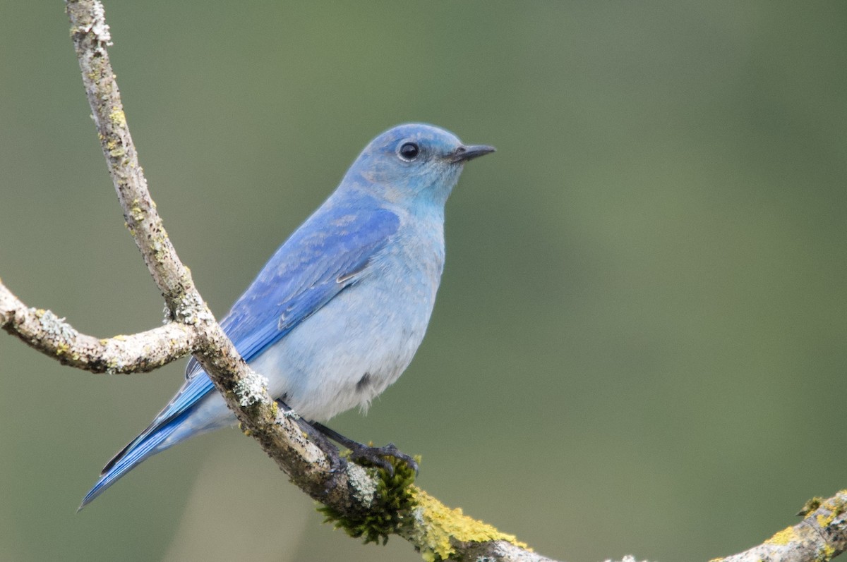 Mountain Bluebird - ML642295326