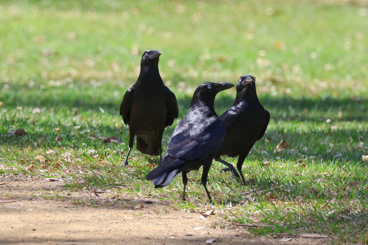 Torresian Crow - ML642295328