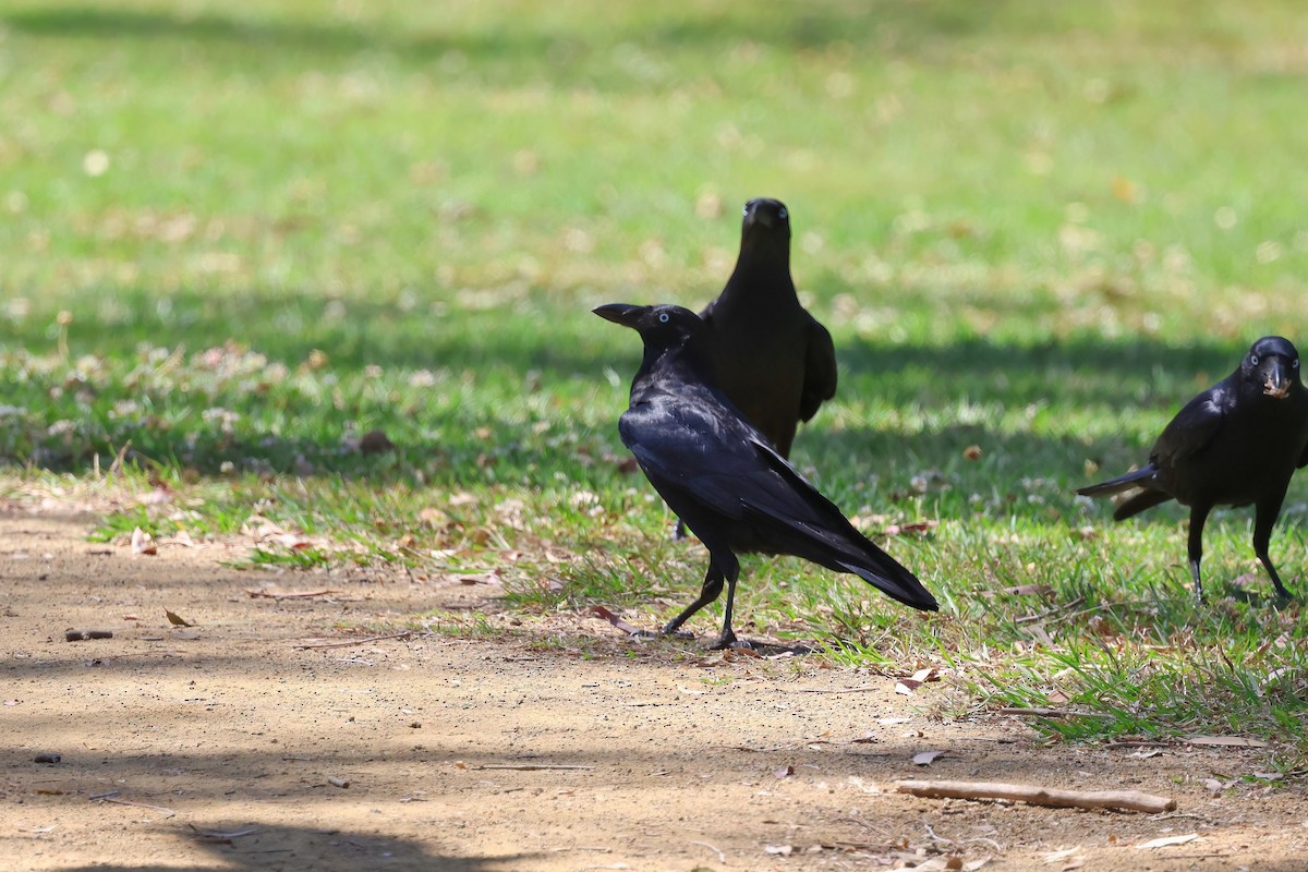 Torresian Crow - ML642295329