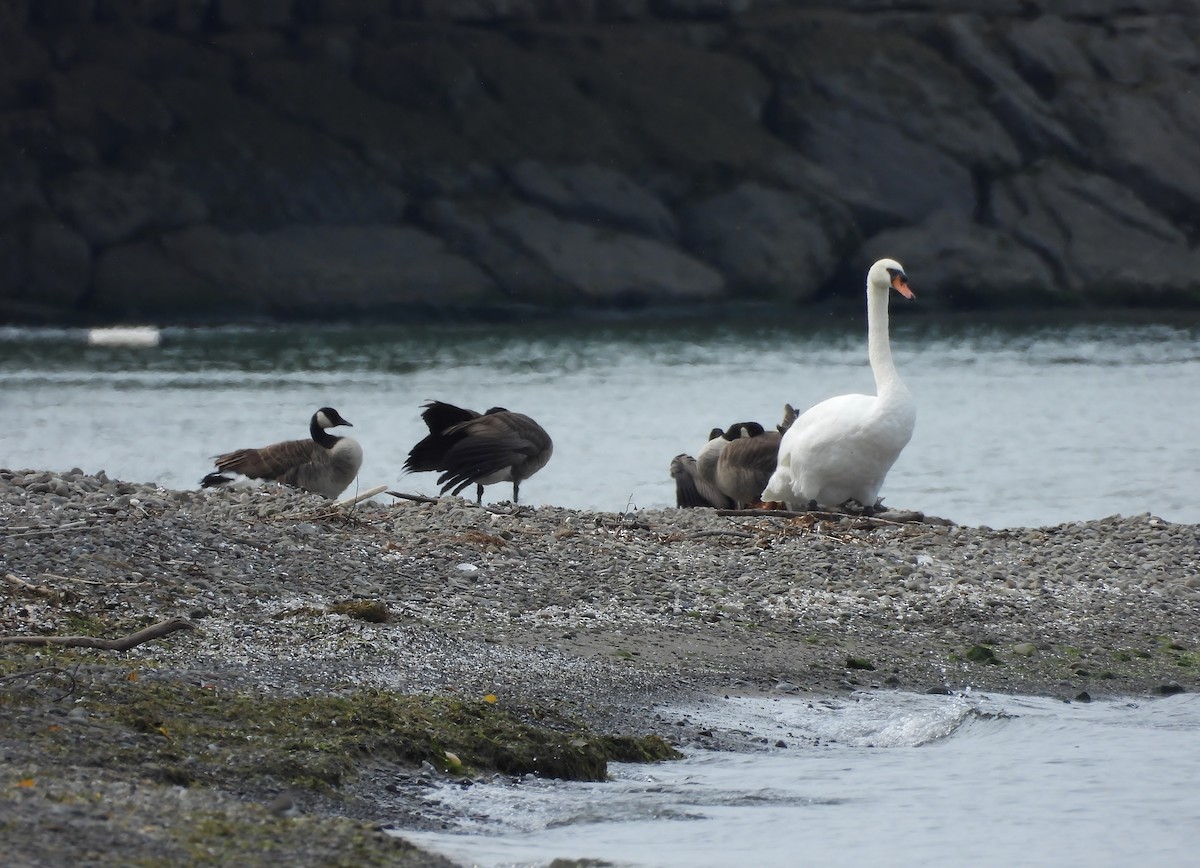Mute Swan - ML642295332