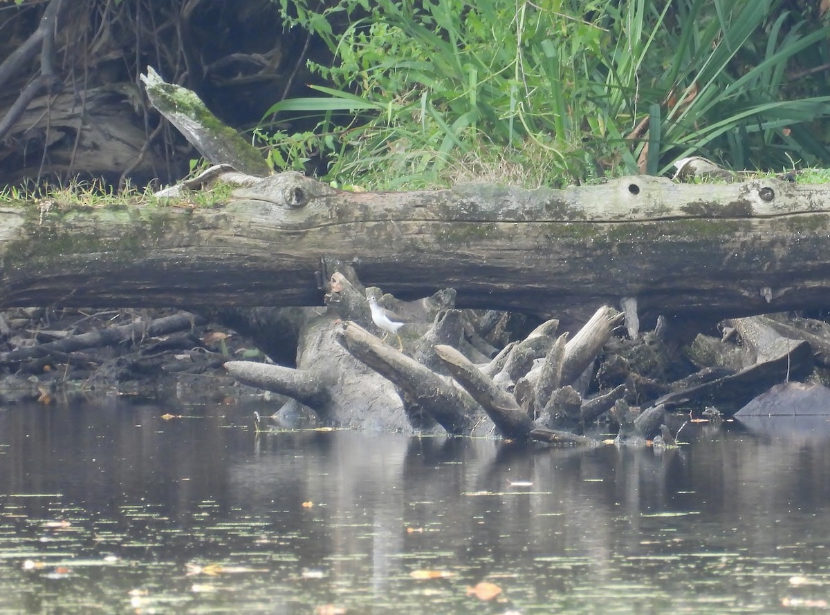 Spotted Sandpiper - ML642295339