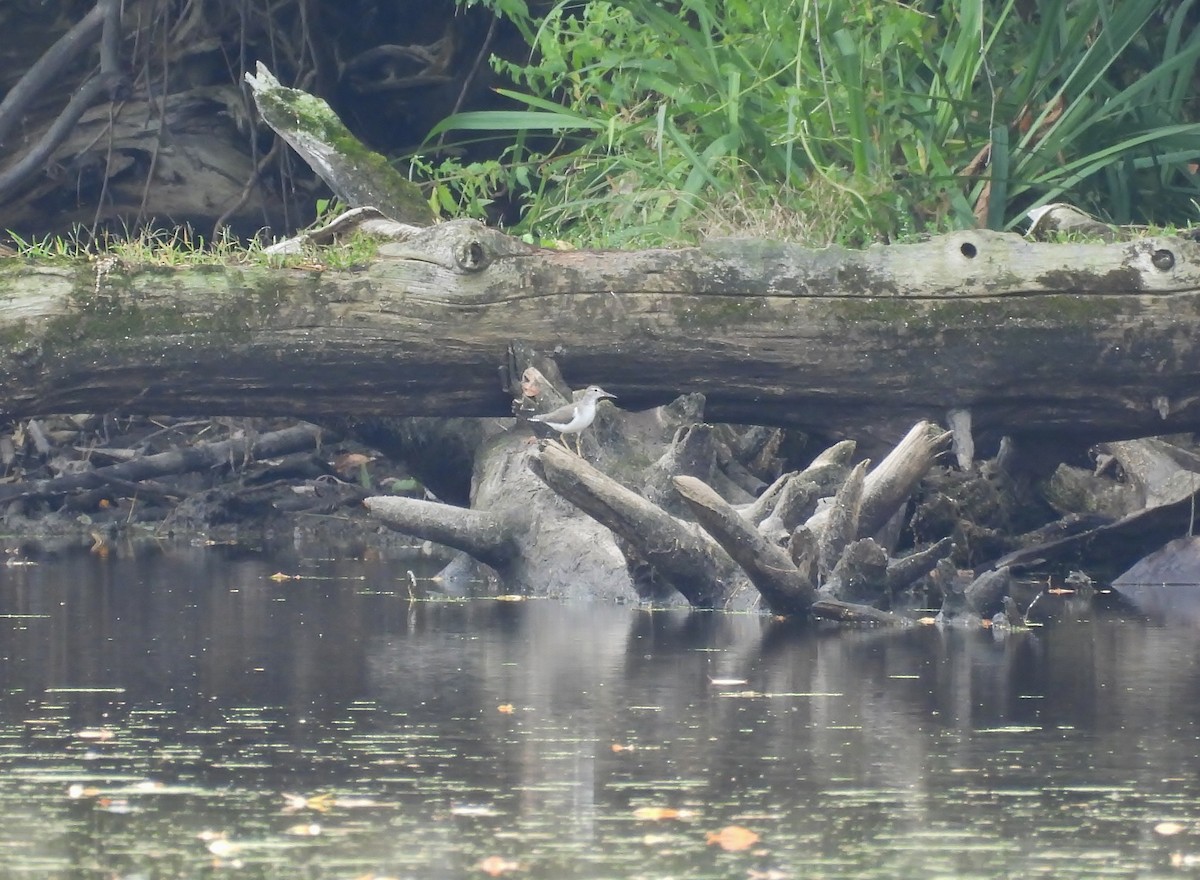 Spotted Sandpiper - ML642295341