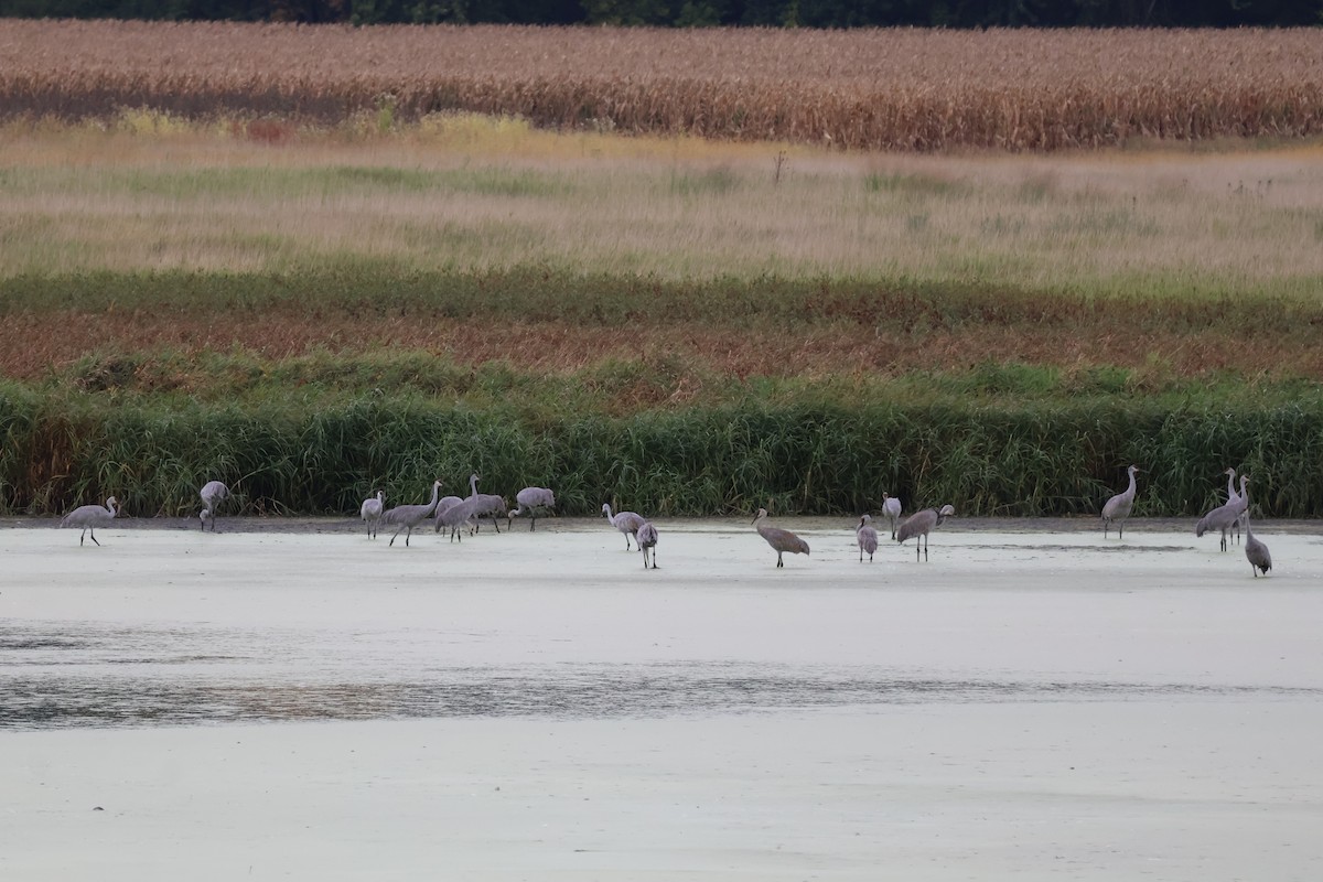 Sandhill Crane - ML642295345