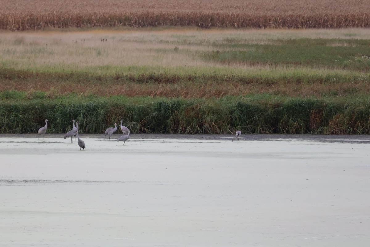 Sandhill Crane - ML642295346