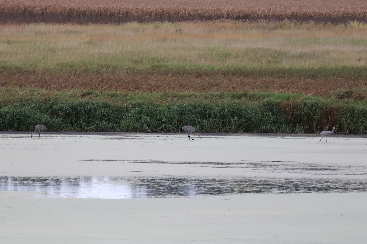 Sandhill Crane - ML642295347