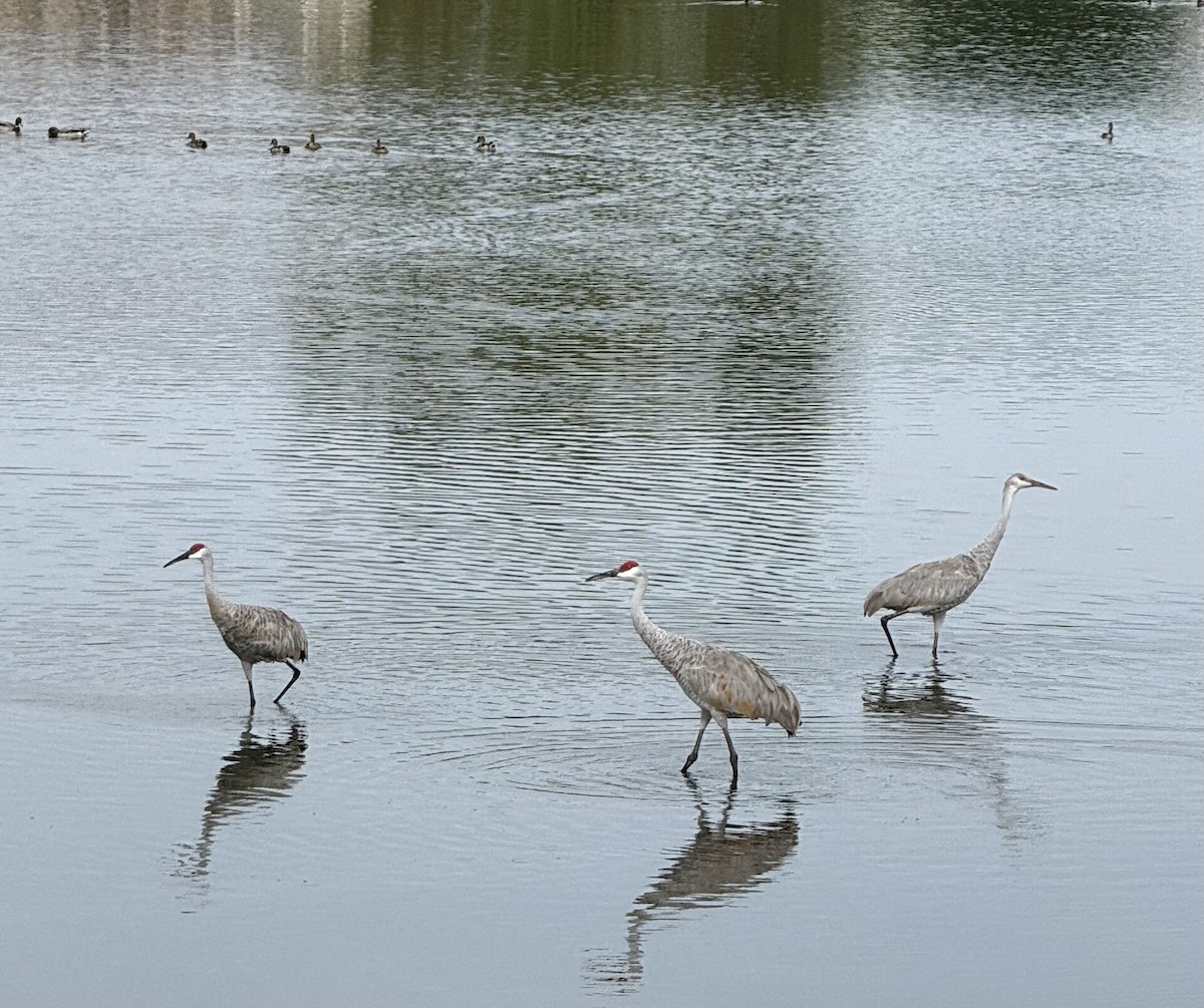 Sandhill Crane - ML642295349