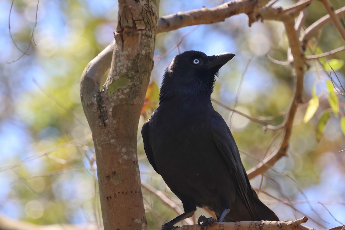Torresian Crow - ML642295350