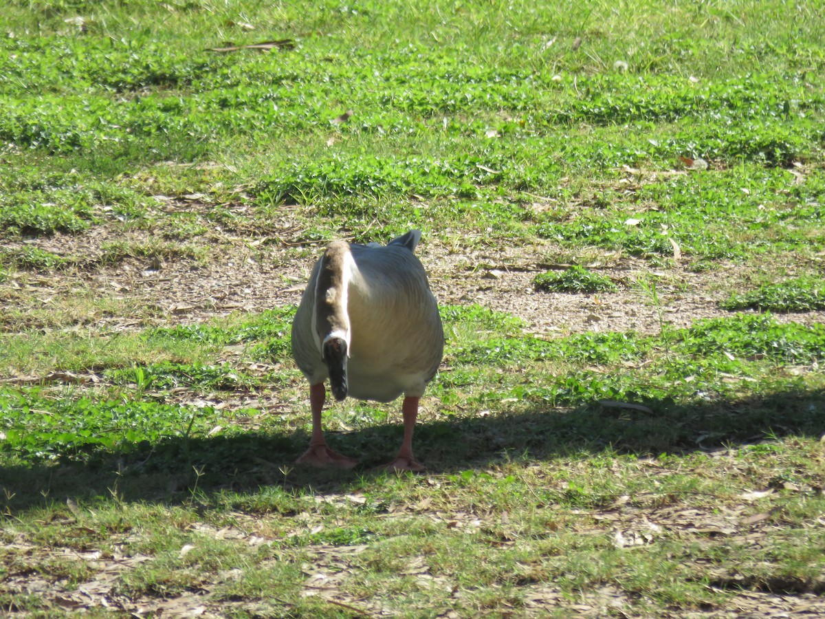Swan Goose (Domestic type) - ML642295355