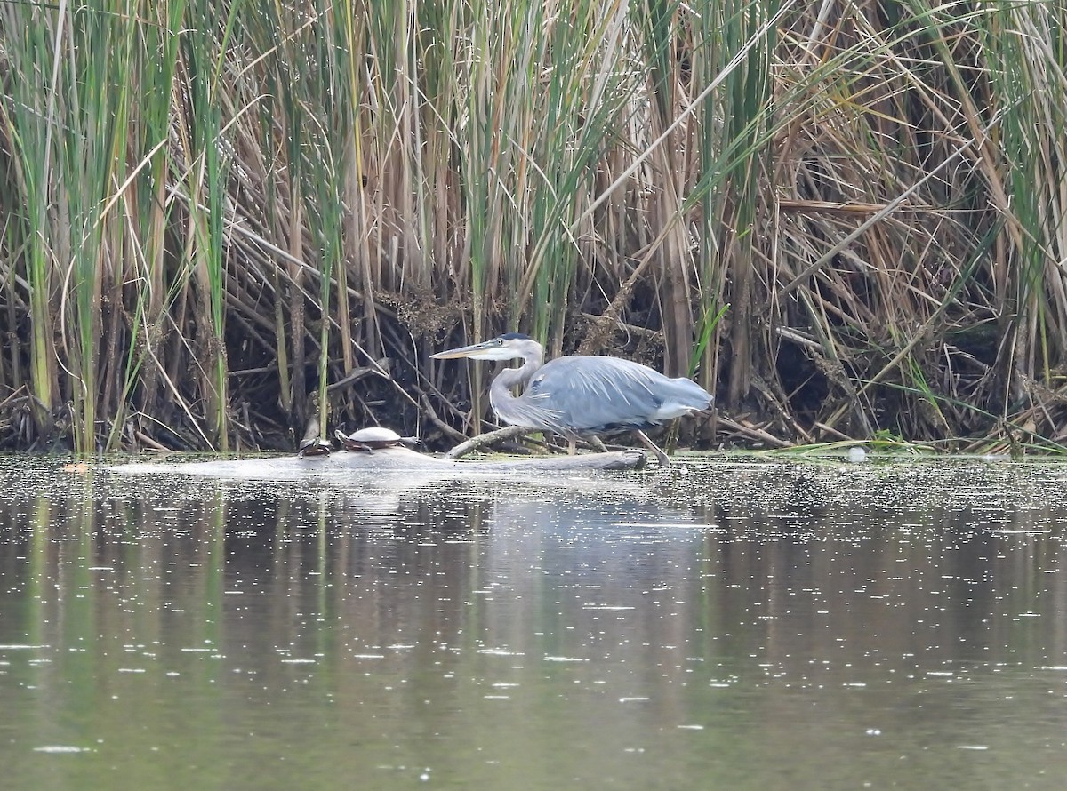 Great Blue Heron - ML642295356