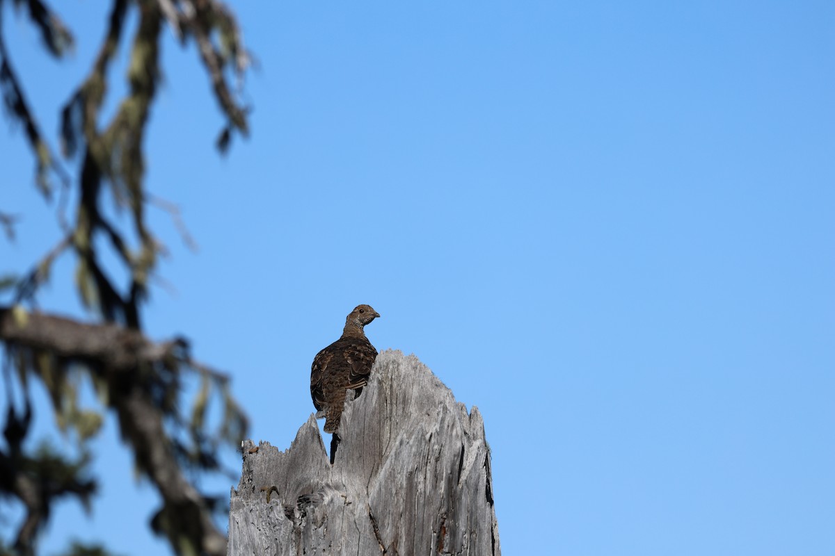 Sooty Grouse - ML642295357
