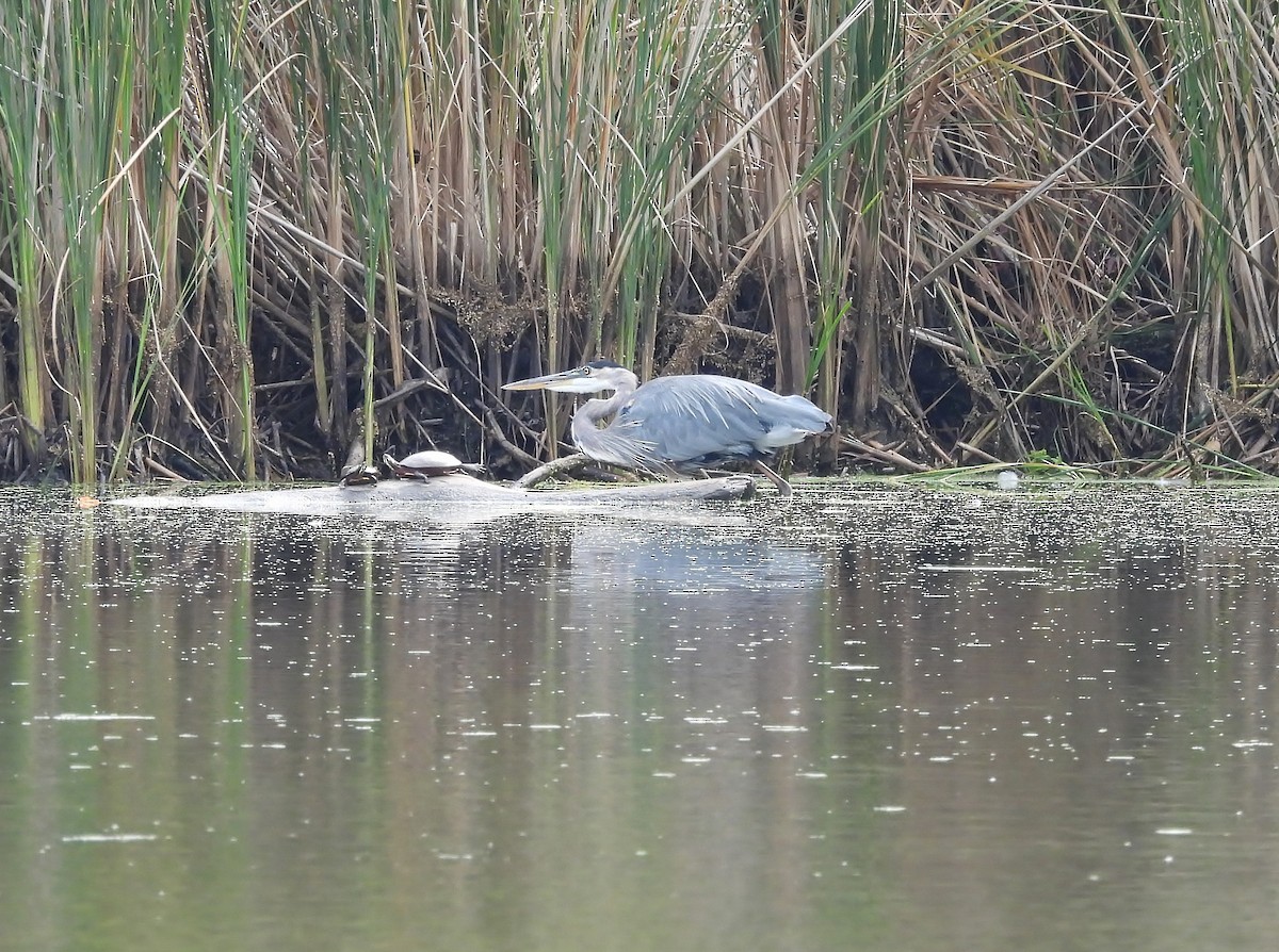 Great Blue Heron - ML642295359