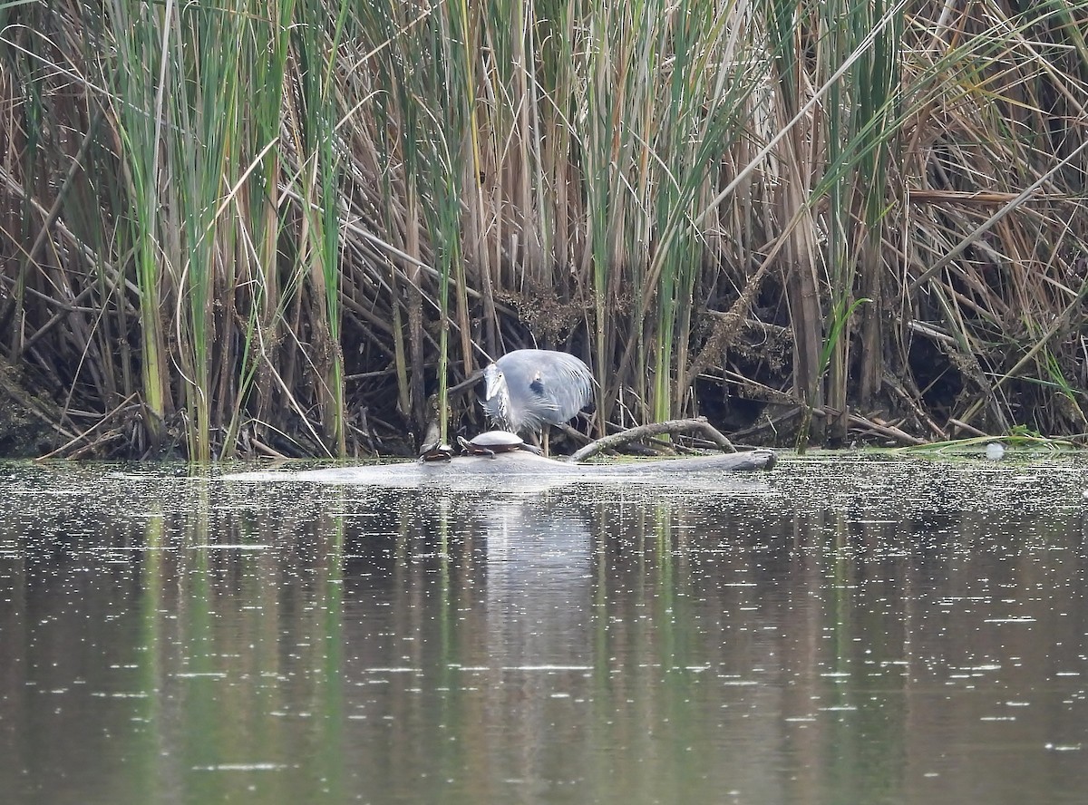 Great Blue Heron - ML642295360