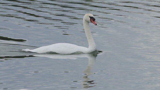 Mute Swan - ML642295379