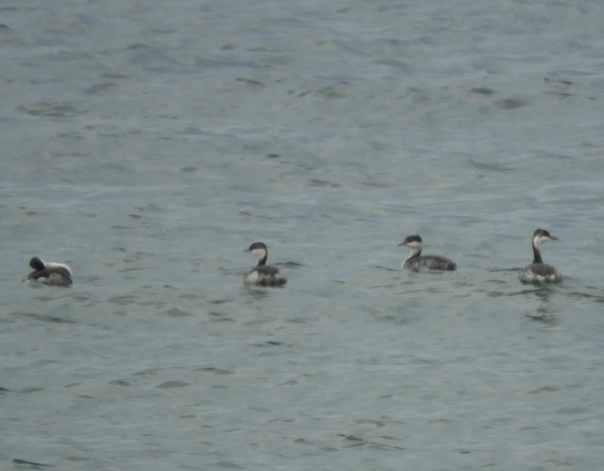 Horned Grebe - ML642295380