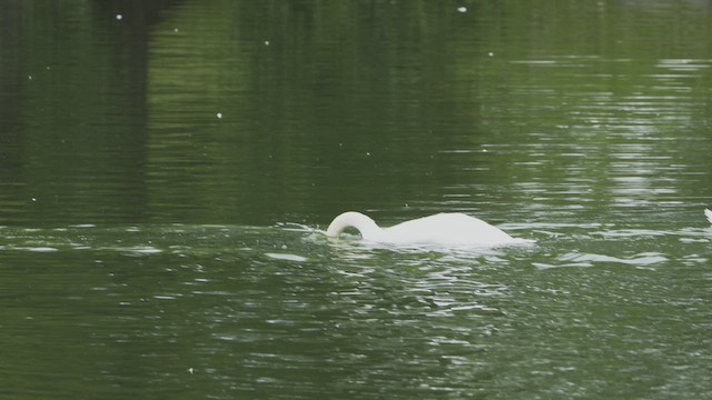 Mute Swan - ML642295388