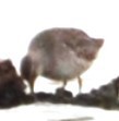 Stilt Sandpiper - ML642295398