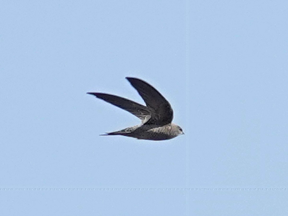 ナムビアアマツバメ - ML642295416