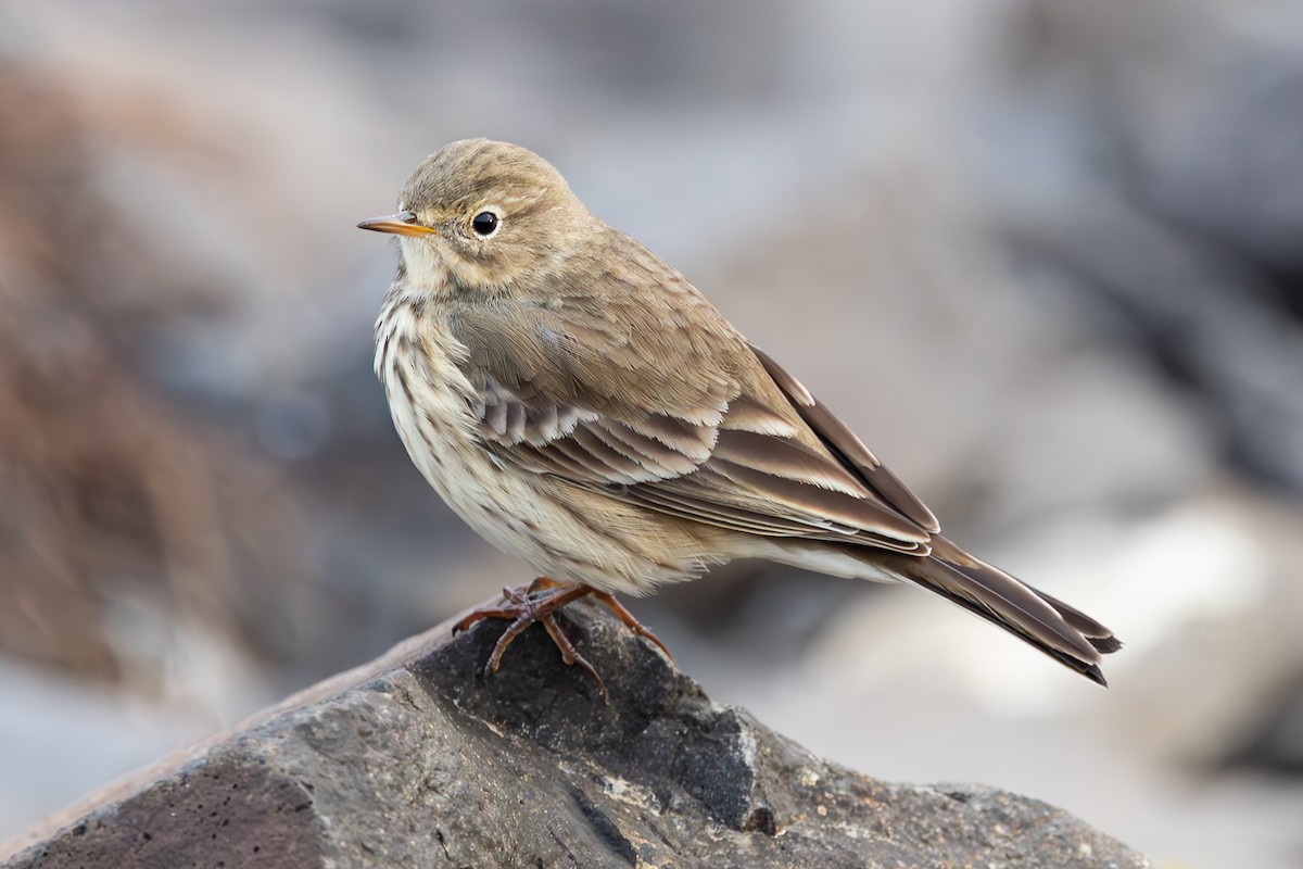 Pipit d'Amérique - ML642295446
