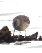 Stilt Sandpiper - ML642295454