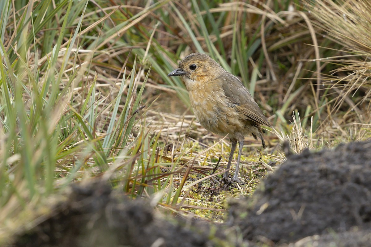 Boyaca Antpitta - ML642295468