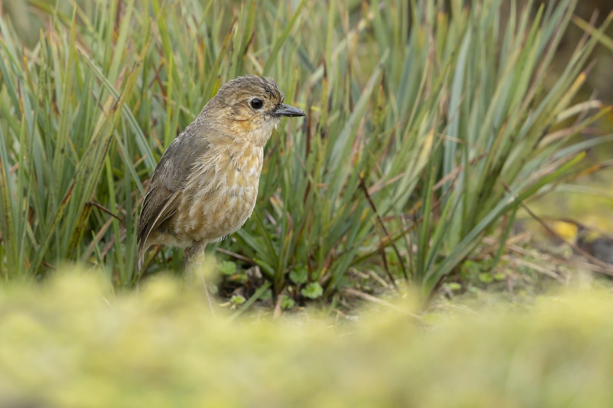 Boyaca Antpitta - ML642295470