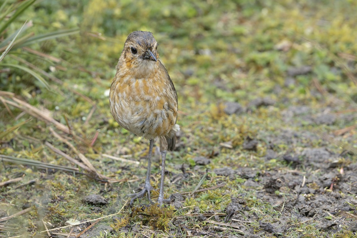 Boyaca Antpitta - ML642295474